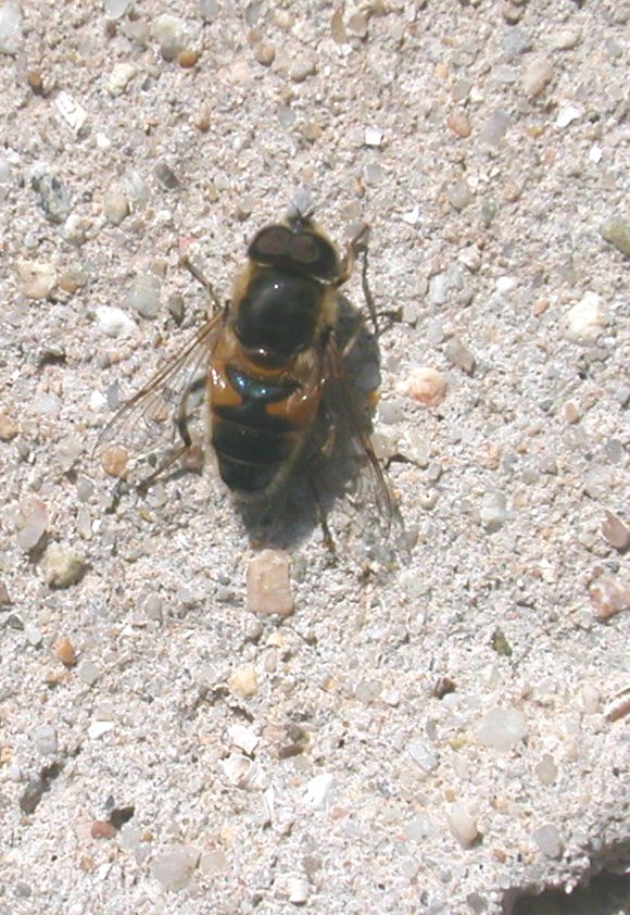 Eristalis sp. (Syrphidae)